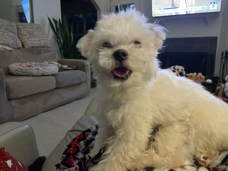 A young small-sized male Maltese dog named Kiko for adoption in Locust Grove, GA