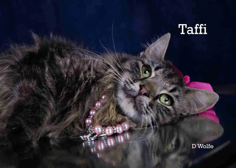An adult medium-sized female Tabby (Brown / Chocolate) Maine Coon cat named Taffi for adoption in York, NE
