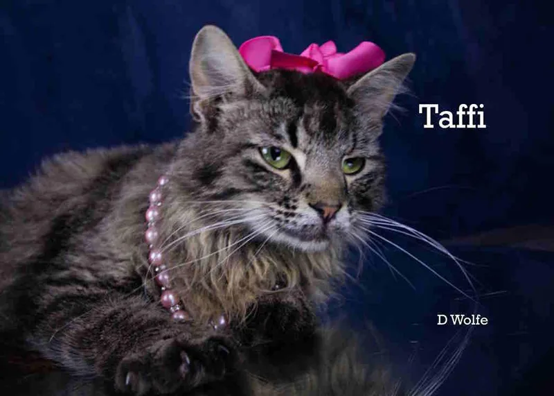 Taffi thumbnail 2