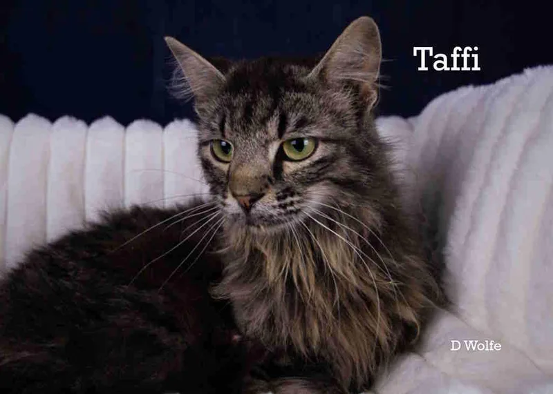 Taffi thumbnail 3