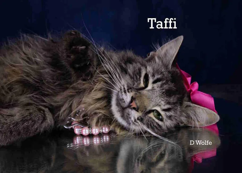 Taffi thumbnail 4