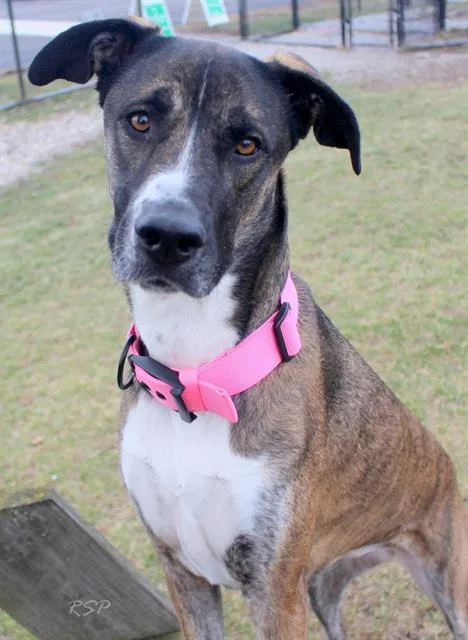 An adult extra large-sized female Great Dane dog named Lulu for adoption in Fort Wayne, IN