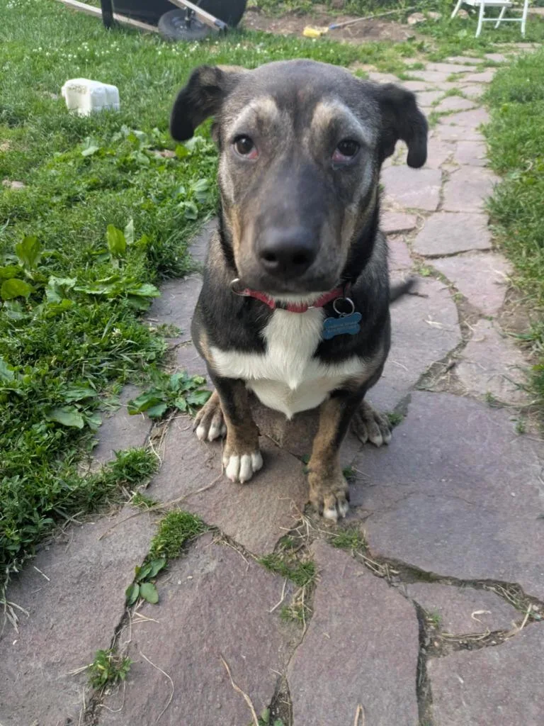 Cherry Blossom thumbnail 2