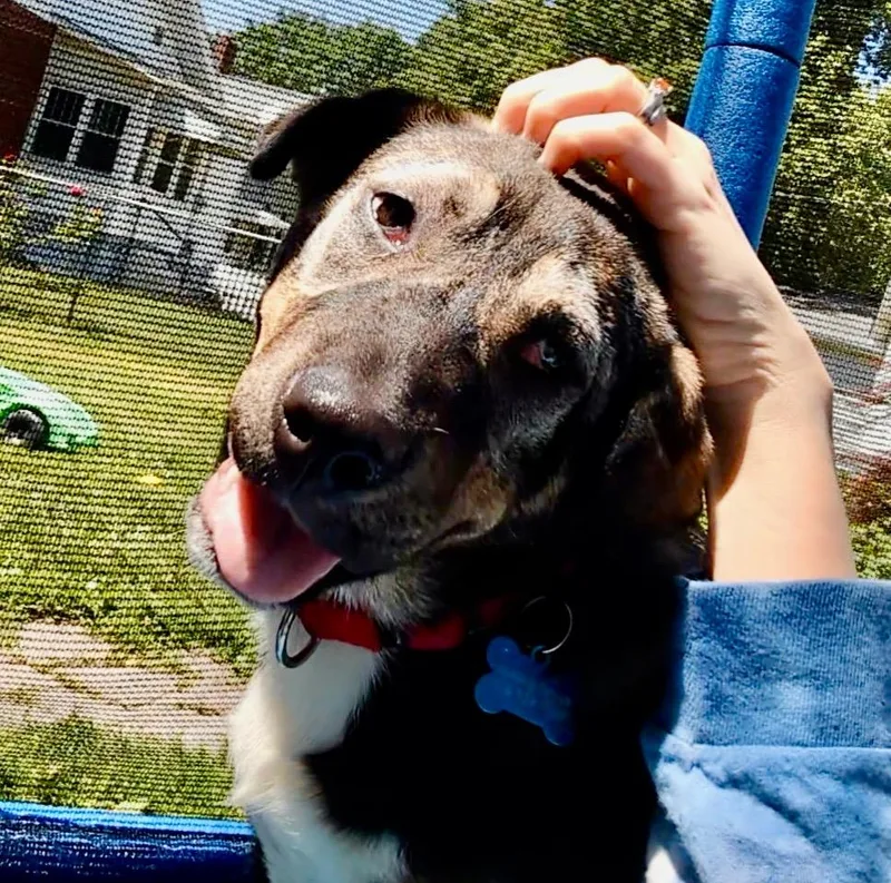 Cherry Blossom thumbnail 3