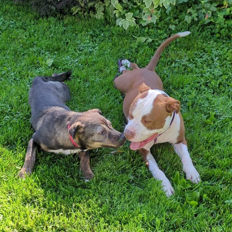 Cherry Blossom thumbnail 4