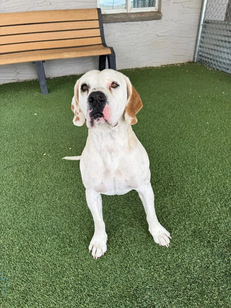 A young medium-sized male Hound dog named Bojangles for adoption in Chino Valley, AZ