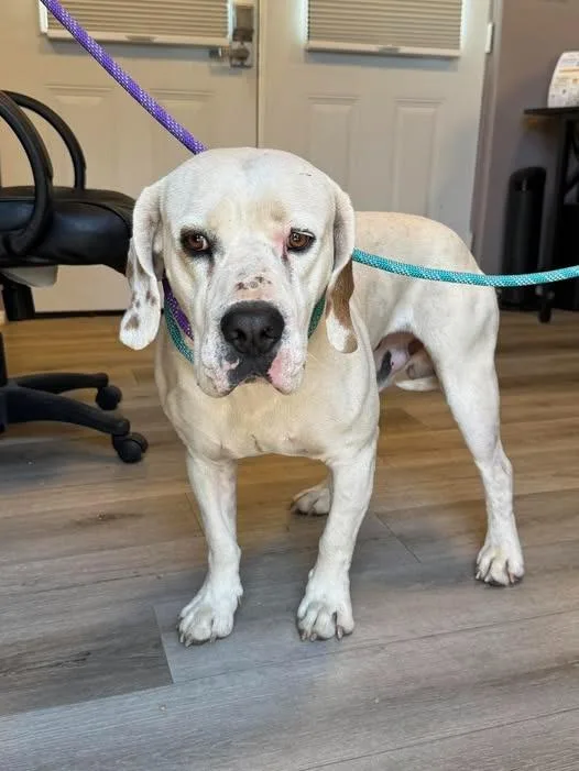 Bojangles thumbnail 2