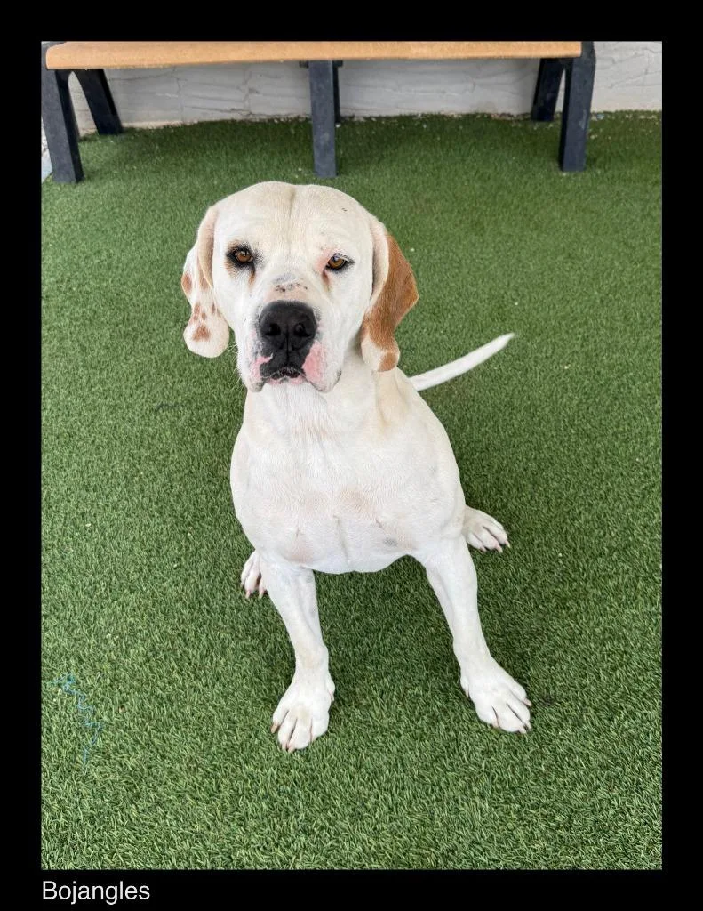 Bojangles thumbnail 3