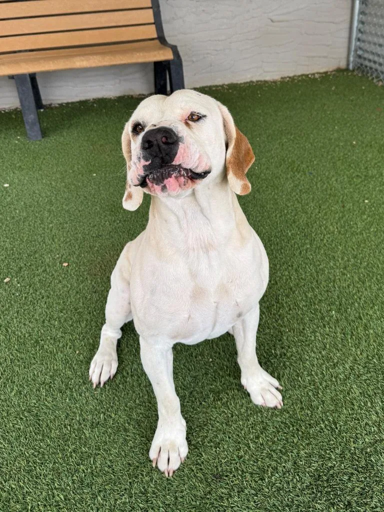 Bojangles thumbnail 4