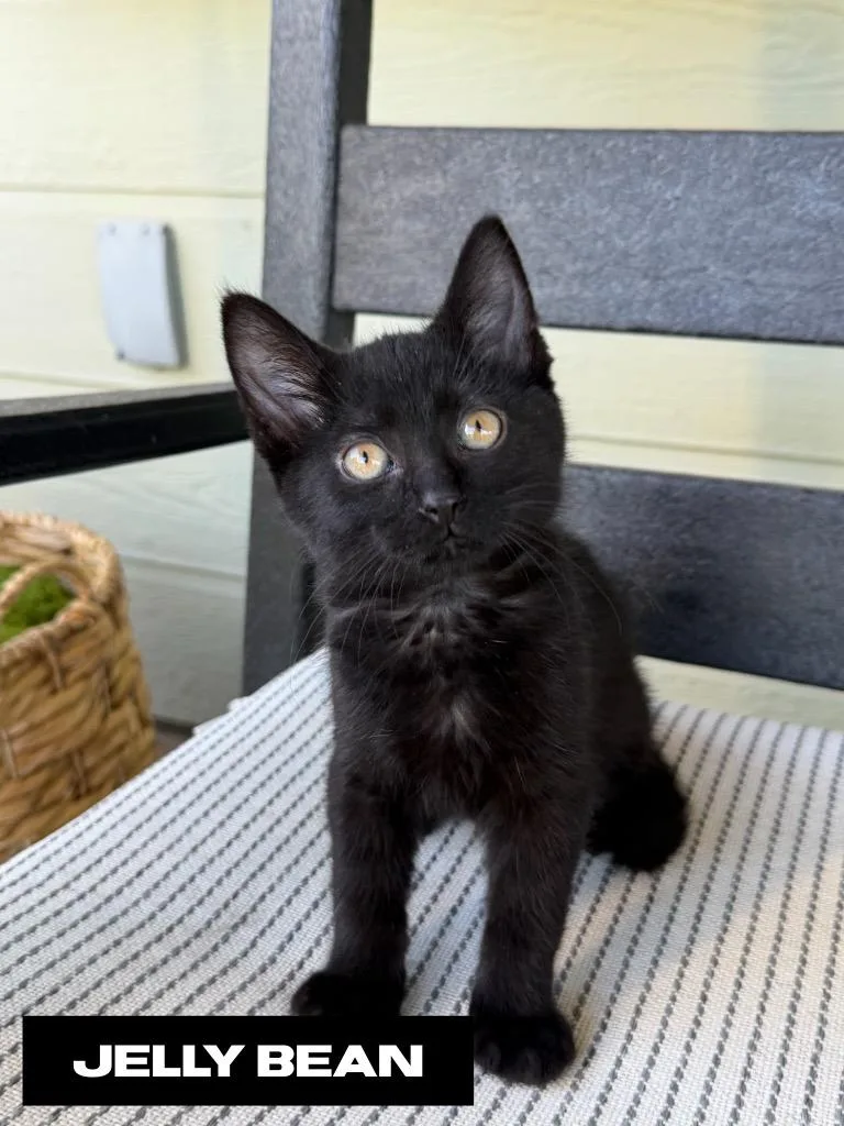 A baby small-sized male Domestic Short Hair cat named Jelly Bean for adoption in San Jacinto, CA