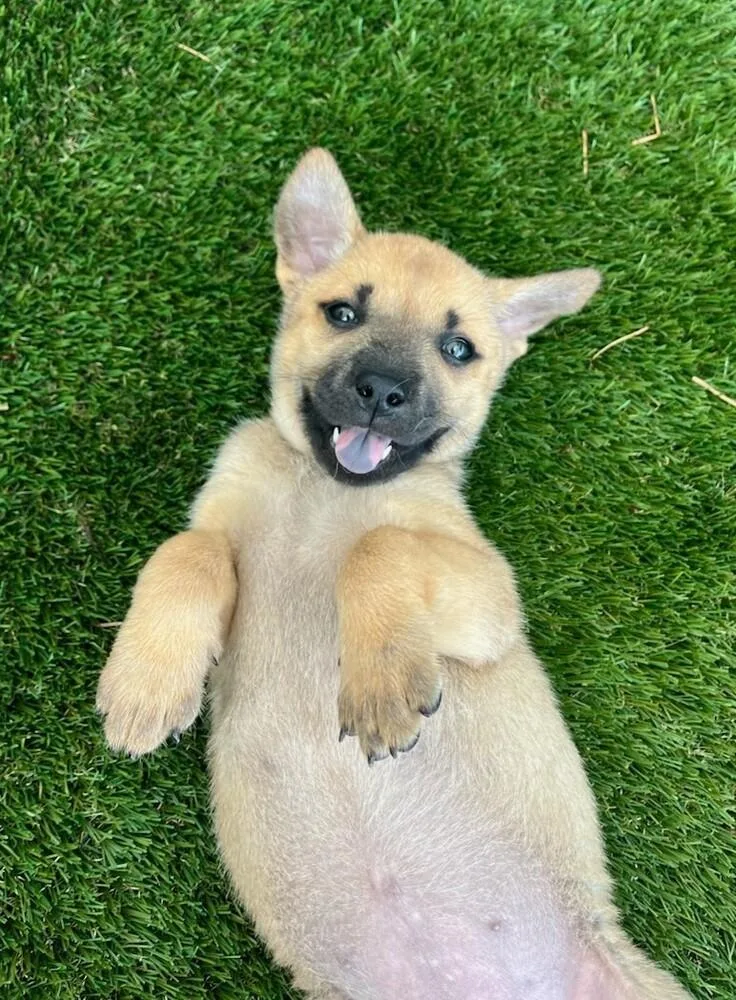 A baby medium-sized female Mixed Breed dog named Keeley JonesTed Lasso Litter for adoption in Columbus, OH