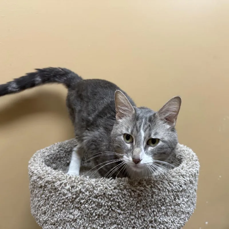 An adult medium-sized male Gray / Blue / Silver Domestic Short Hair cat named Lync for adoption in Saint Louis, MO