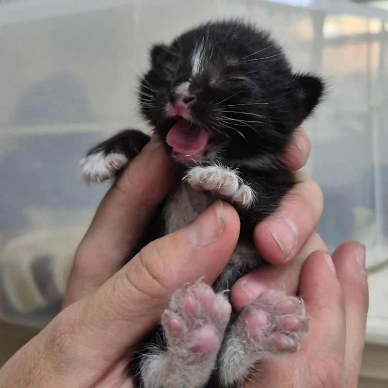 A baby small-sized female Black American Shorthair cat named Padma for adoption in Lake Panasoffkee, FL