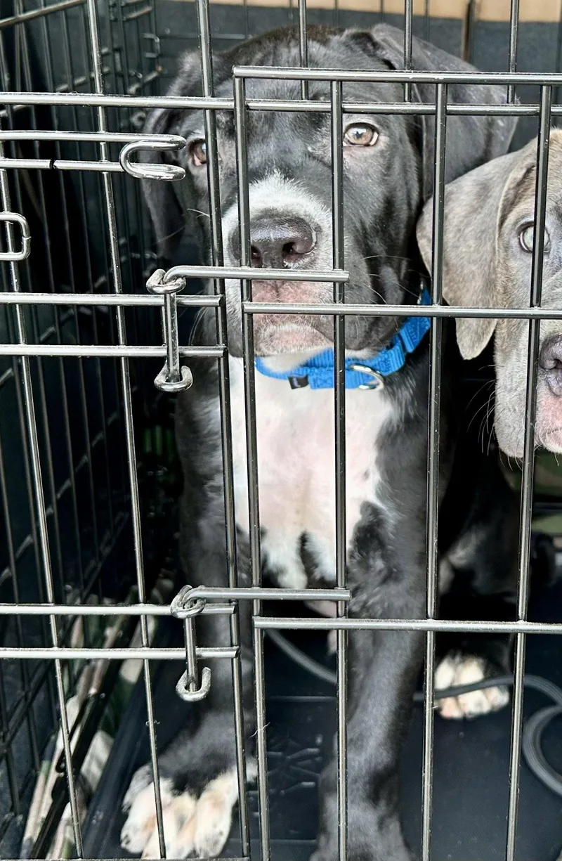 A baby extra large-sized male Cane Corso dog named Apollo NY for adoption in Rockaway, NJ