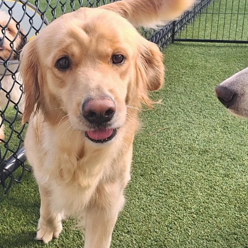 An adult medium-sized female Golden Retriever dog named Honeybee for adoption in LOXAHATCHEE, FL