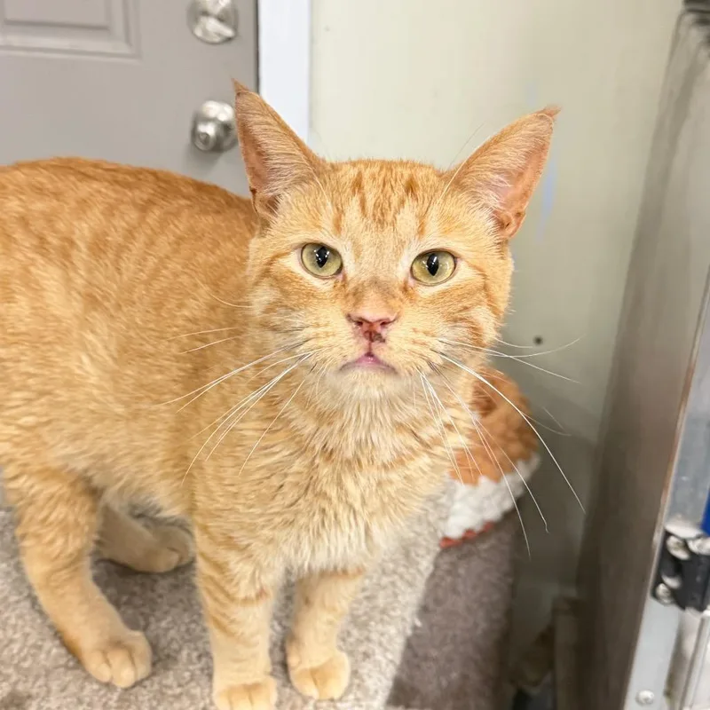 An adult medium-sized male Domestic Short Hair cat named Frank for adoption in Battle Creek, MI