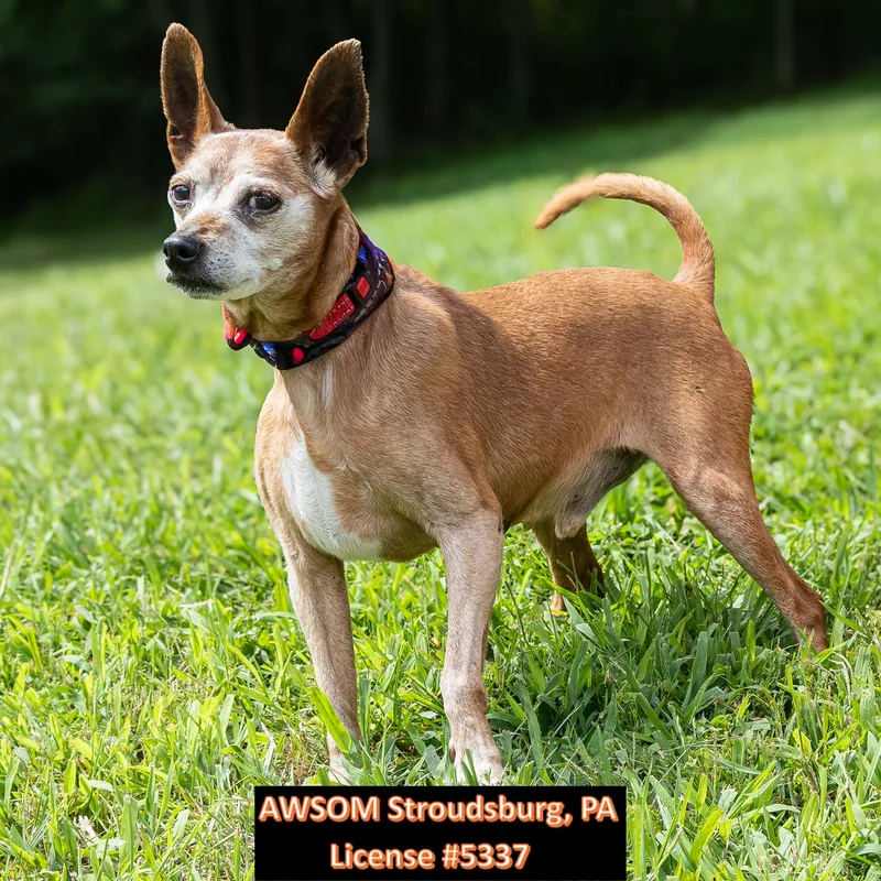 A senior small-sized male Apricot / Beige Miniature Pinscher dog named Taco Bell for adoption in Stroudsburg, PA