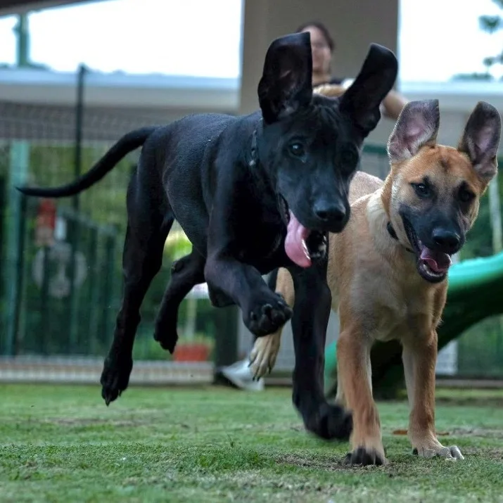 Zafiro "i Have A thumbnail 2