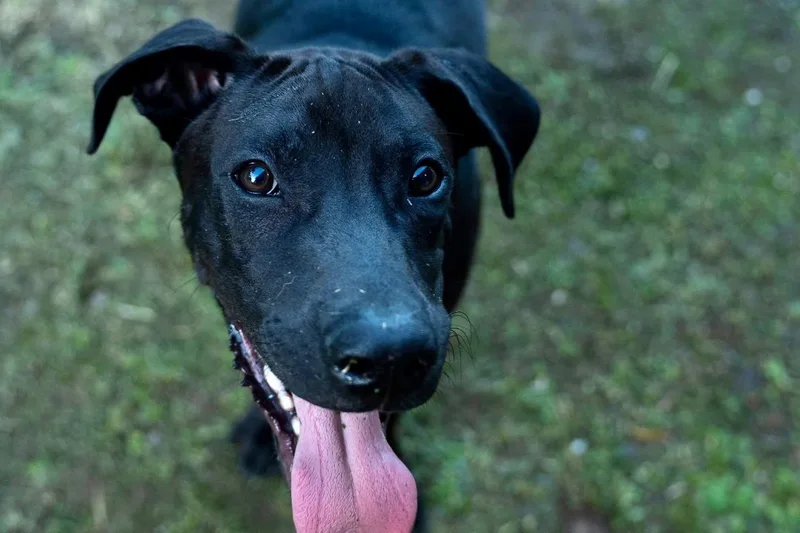 Zafiro "i Have A thumbnail 3