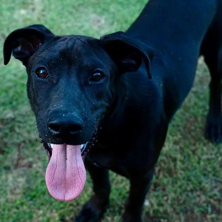 Zafiro "i Have A thumbnail 4