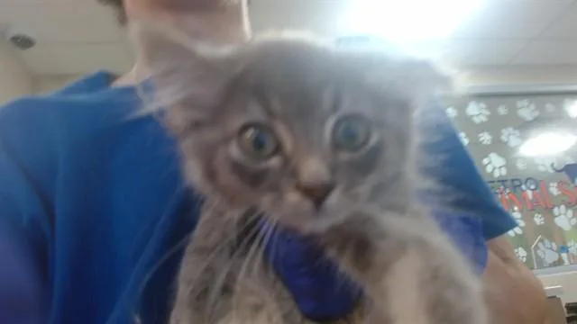 A baby small-sized female Domestic Short Hair cat named Mando for adoption in Louisville, KY