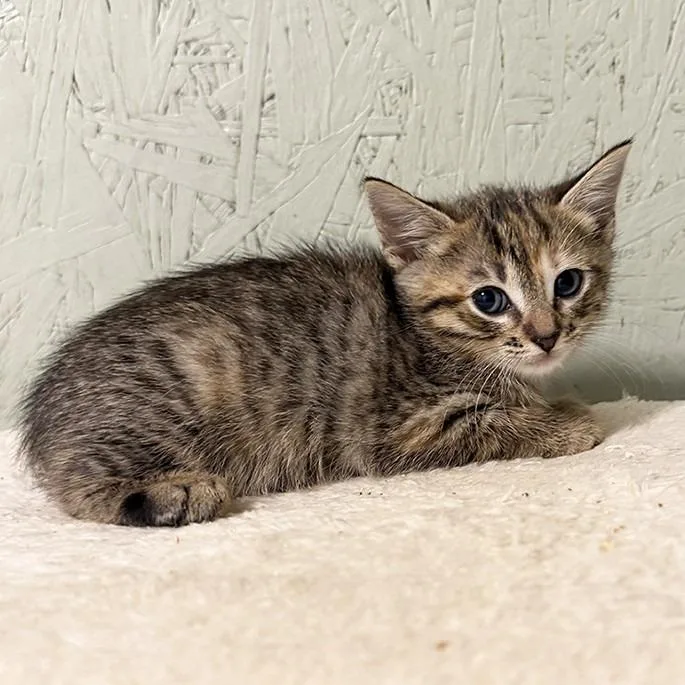 A baby small-sized female Domestic Short Hair cat named Livingston for adoption in Cumming, GA