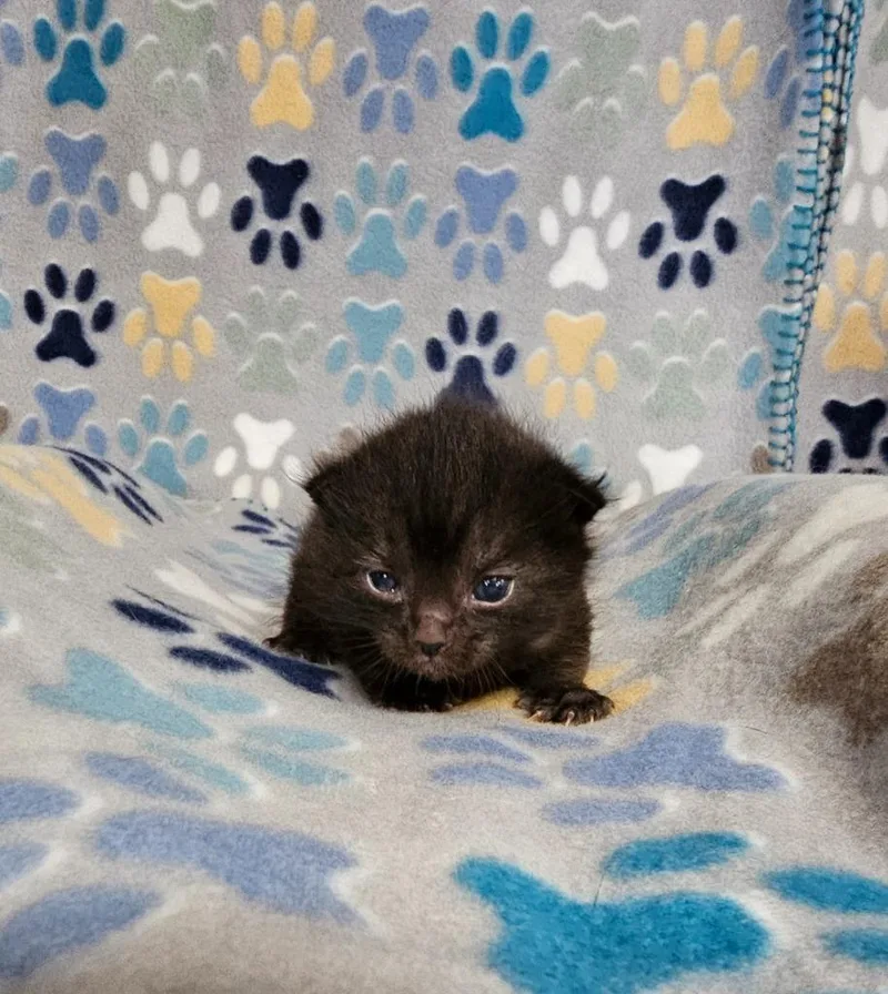 A baby small-sized male Domestic Short Hair cat named Poppy for adoption in Wabash, IN