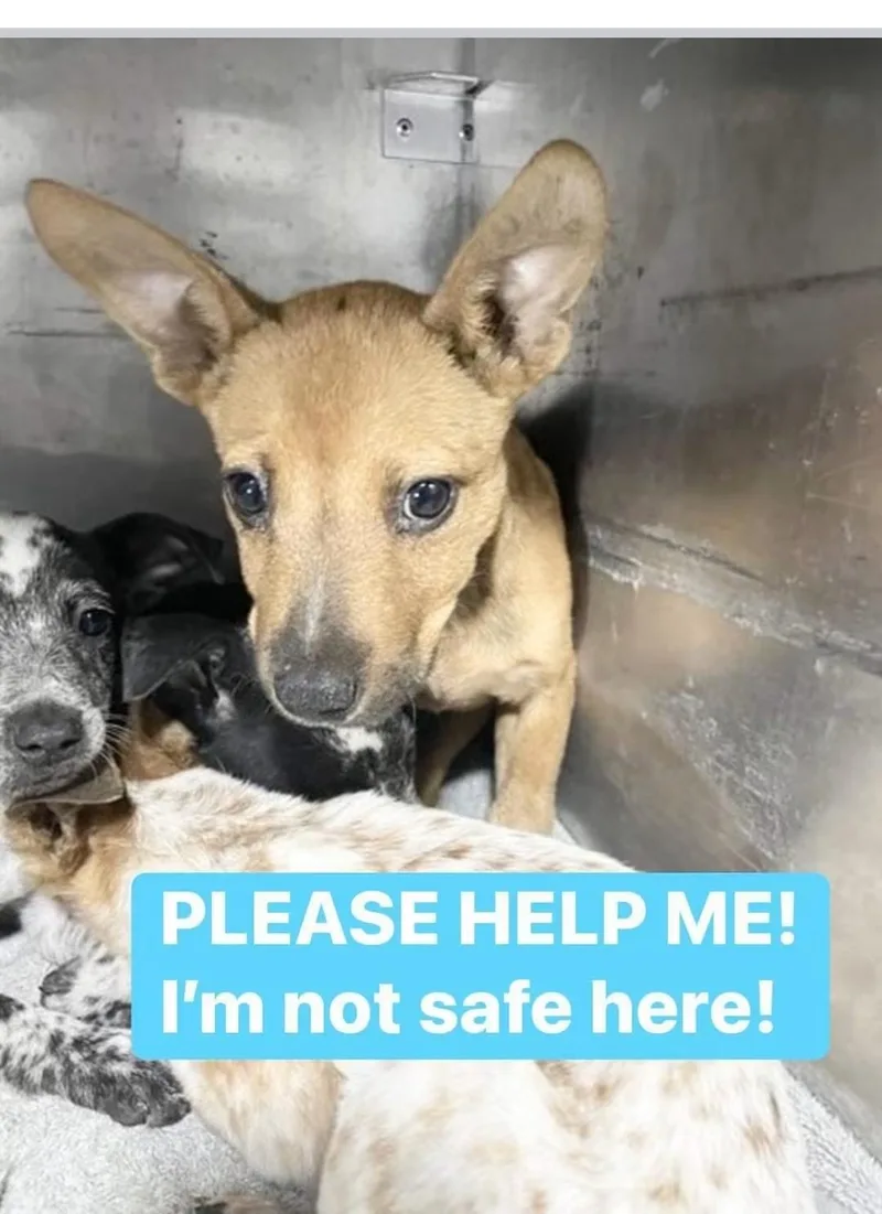 A baby small-sized male Australian Cattle Dog / Blue Heeler dog named Summer for adoption in Bradenton, FL