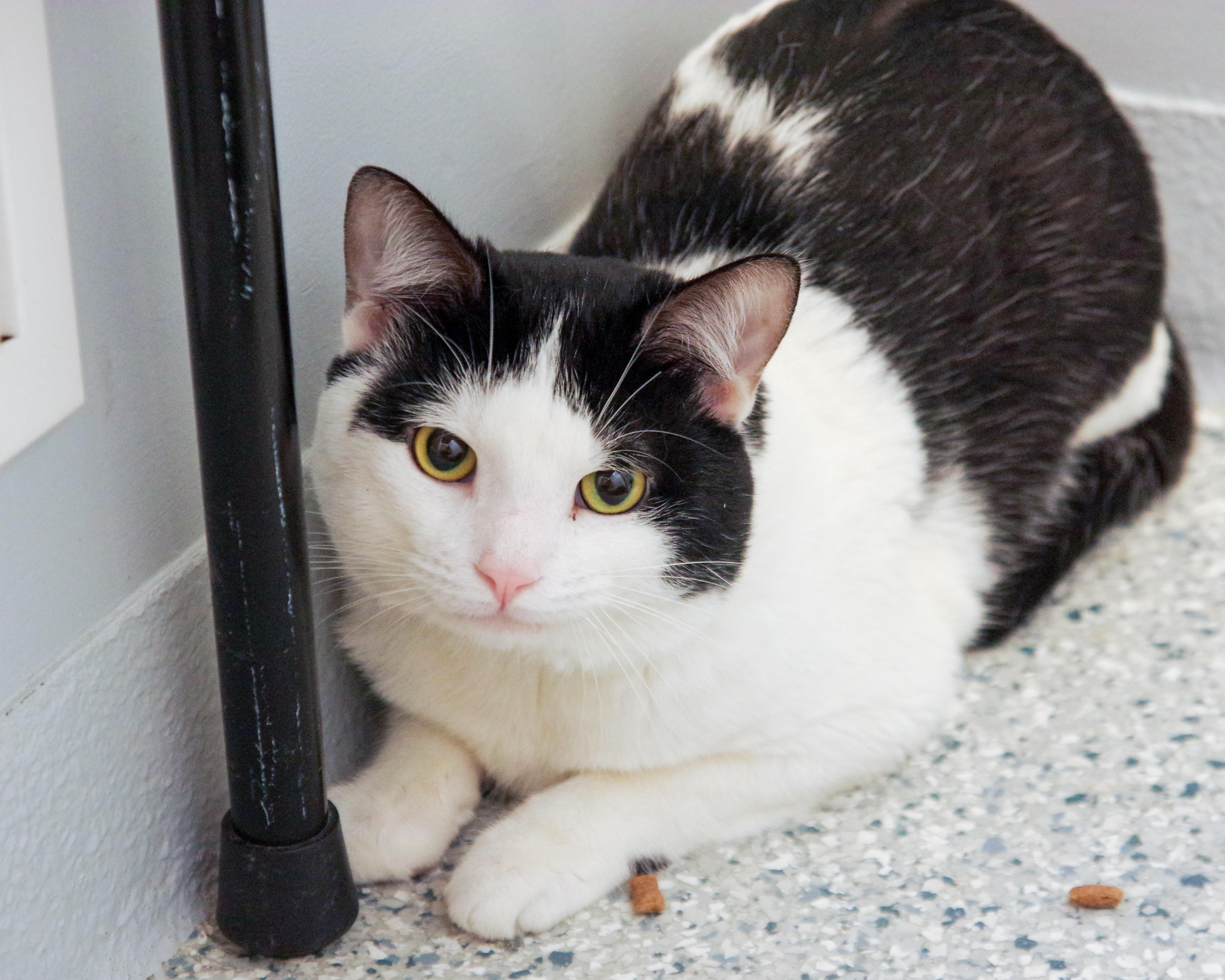 An adult medium-sized male Buff / Tan / Fawn Domestic Long Hair cat named Benji And Leo for adoption in Scituate, MA