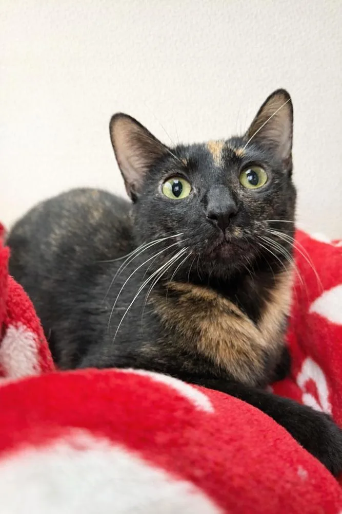 An adult small-sized female Domestic Short Hair cat named Dymond for adoption in Homer Glen, IL