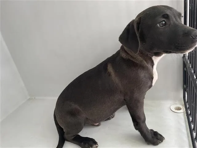 A baby medium-sized male Labrador Retriever dog named A for adoption in Houston, TX