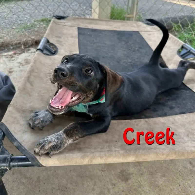 Creek
