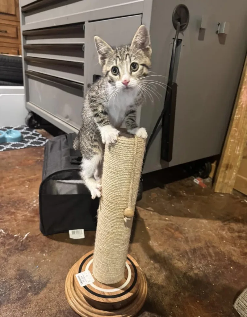 A baby medium-sized female Gray & White Tabby cat named Kathy for adoption in Alvin, TX