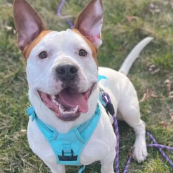 An adult small-sized male White / Cream Pit Bull Terrier dog named Cole for adoption in Coralville, IA