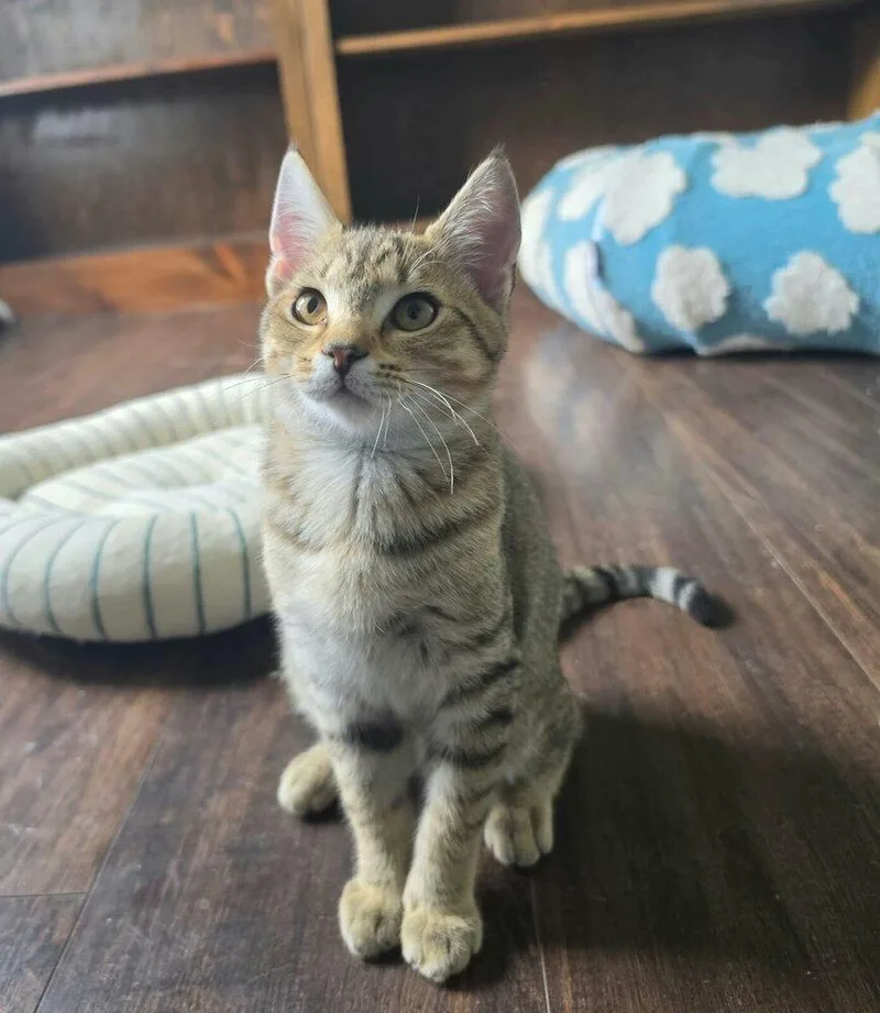 A baby small-sized female Domestic Short Hair cat named Pinecone for adoption in Kinston, NC