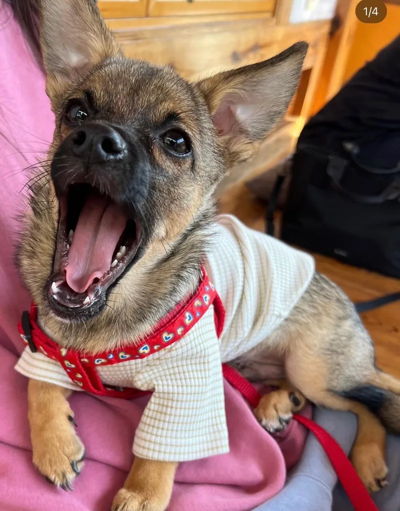 A young small-sized male Jindo dog named Bagel for adoption in Los Angeles, CA