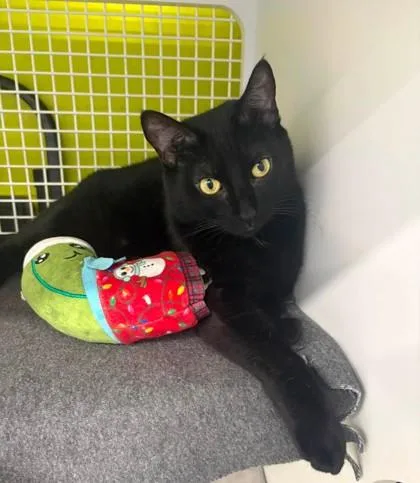 An adult extra large-sized female Black Domestic Short Hair cat named Jammin' Janet for adoption in Kansas City, MO