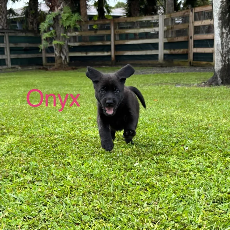 A baby medium-sized female Black Labrador Retriever dog named Onyx for adoption in Wellington, FL