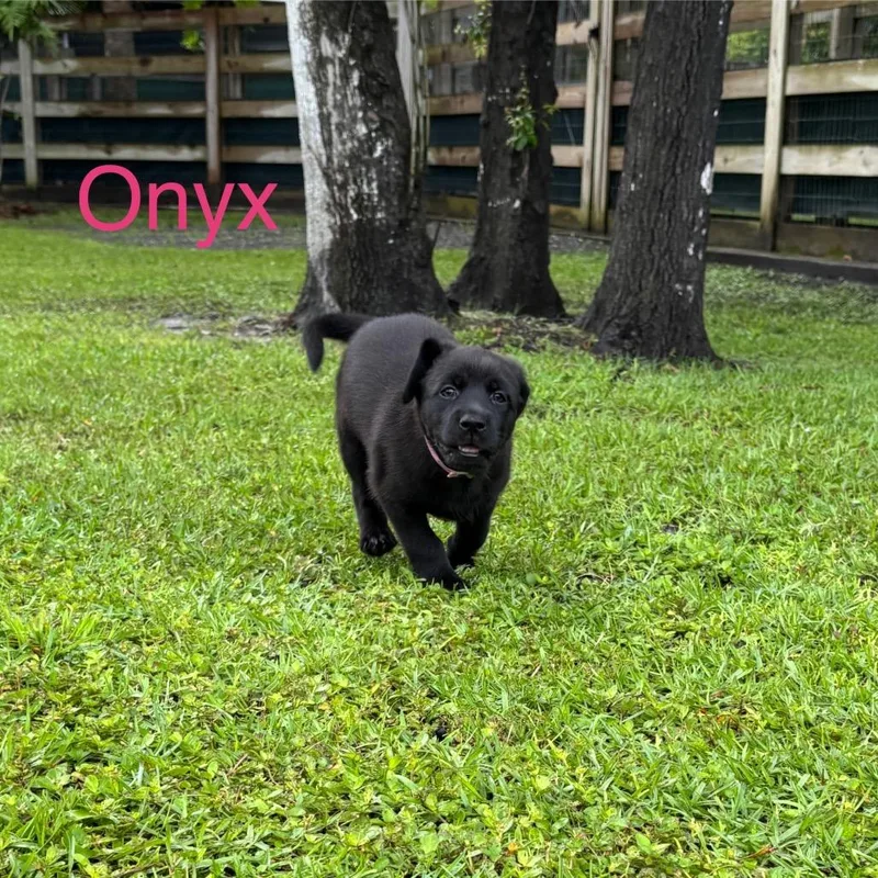Onyx thumbnail 2