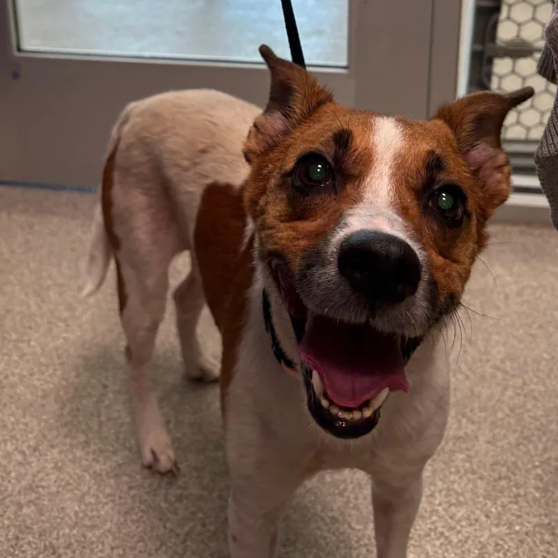 An adult medium-sized female White / Cream Mixed Breed dog named Abby for adoption in Englewood, FL