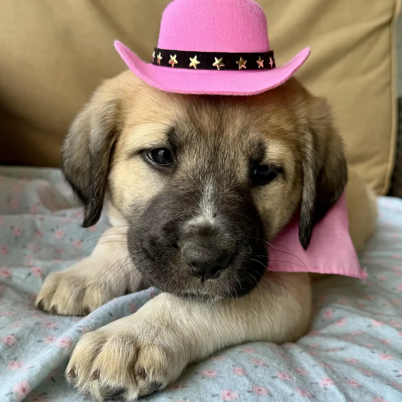 Princess Jasmine thumbnail 4