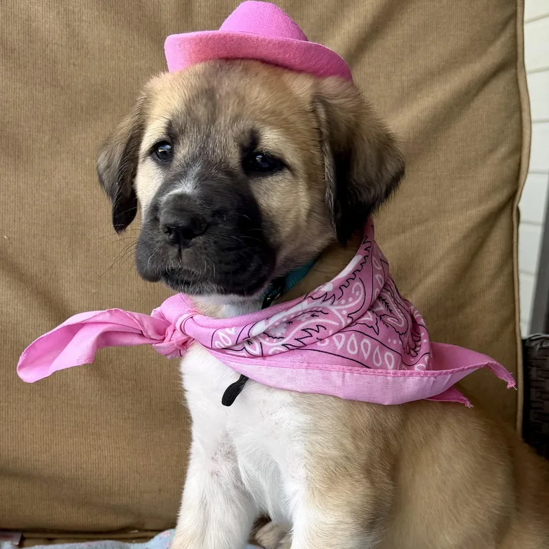 A baby large-sized female Great Pyrenees dog named Princess Jasmine for adoption in Krum, TX