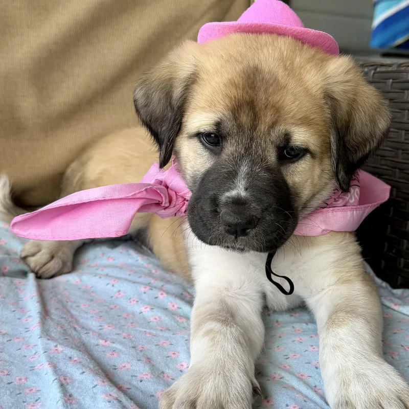 Princess Jasmine thumbnail 5