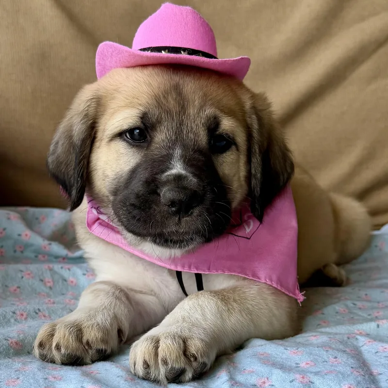 Princess Jasmine thumbnail 6