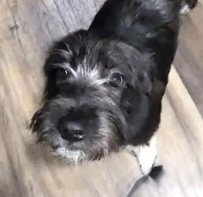 A baby medium-sized female Black Poodle dog named Chloe for adoption in fort worth, TX