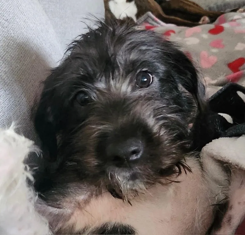 Chloe thumbnail 3