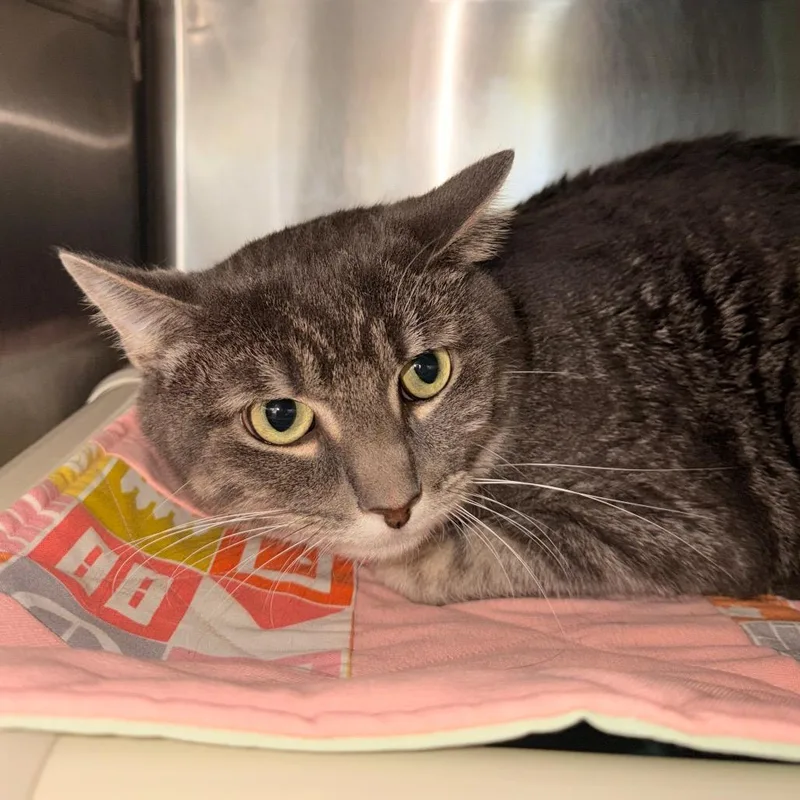 An adult large-sized male Black Domestic Short Hair cat named Shadow for adoption in Indianapolis, IN
