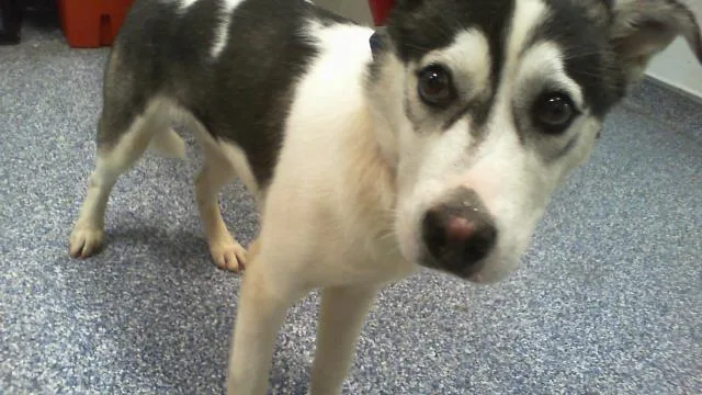A young small-sized male Siberian Husky dog named A for adoption in Charlotte, NC