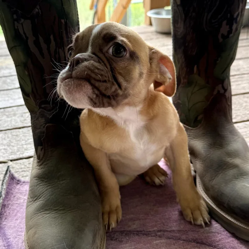 A baby small-sized female Yellow / Tan / Blond / Fawn English Bulldog dog named Fifa for adoption in Creston, CA