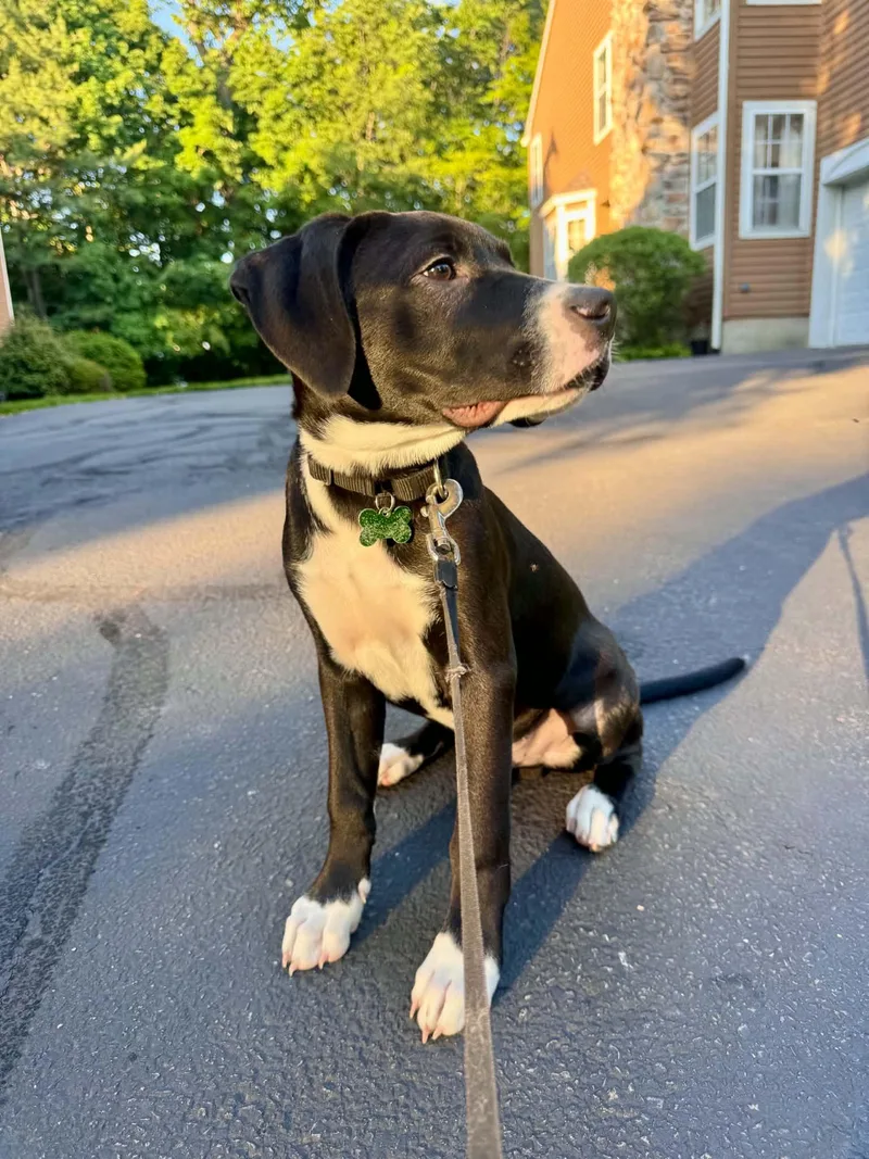 A baby large-sized male Black Labrador Retriever dog named Jack Black for adoption in Succasunna, NJ